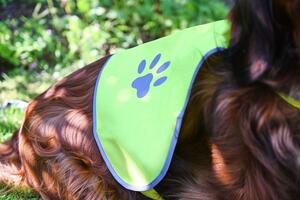 Korntex KXTH - High Visibility Dog Safety Vest